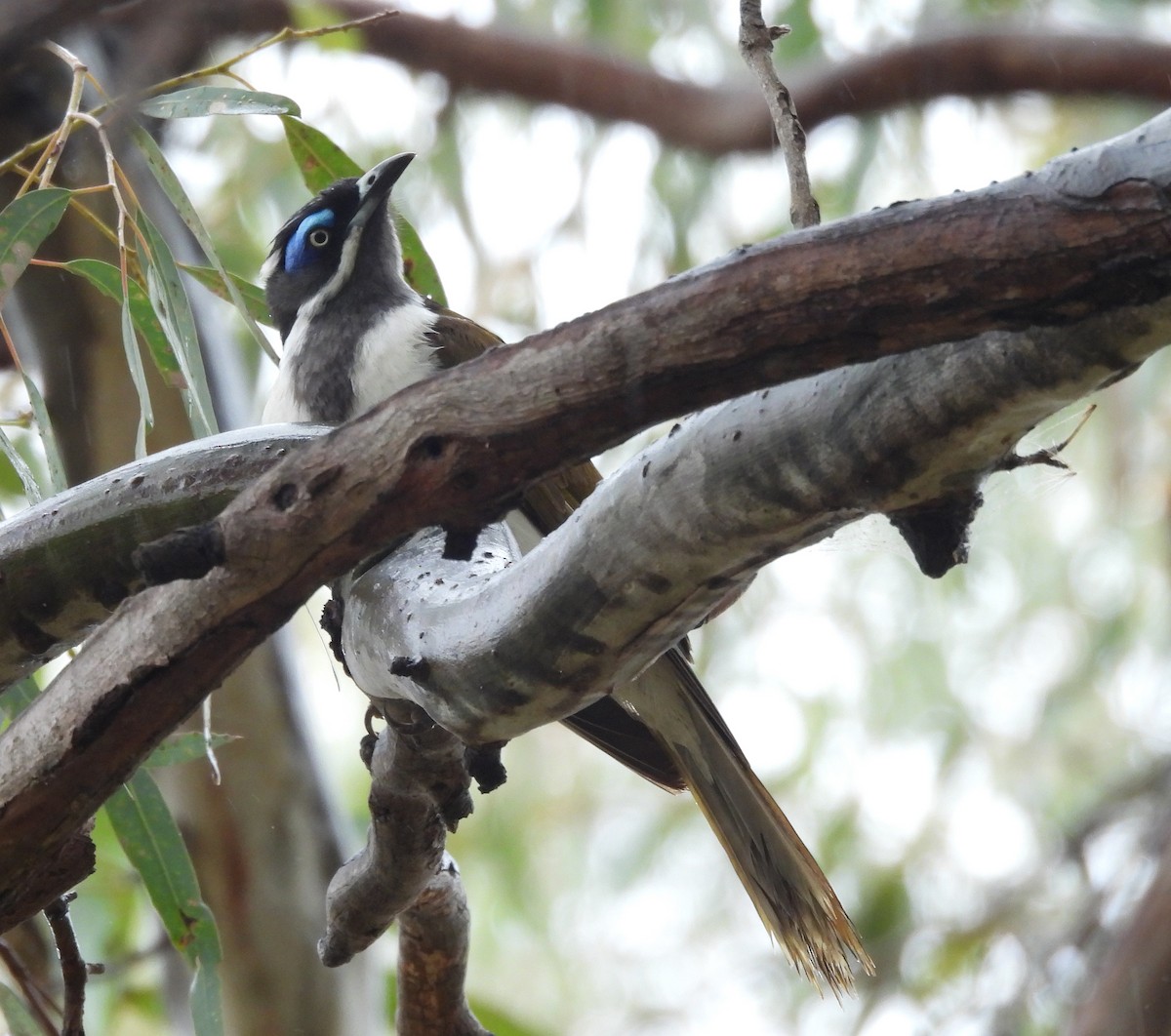 Blue-faced Honeyeater - ML628212824