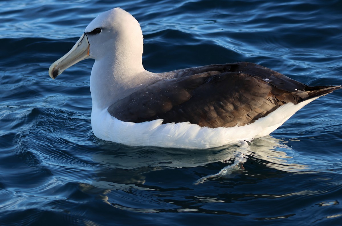 Salvin's Albatross - ML628212845