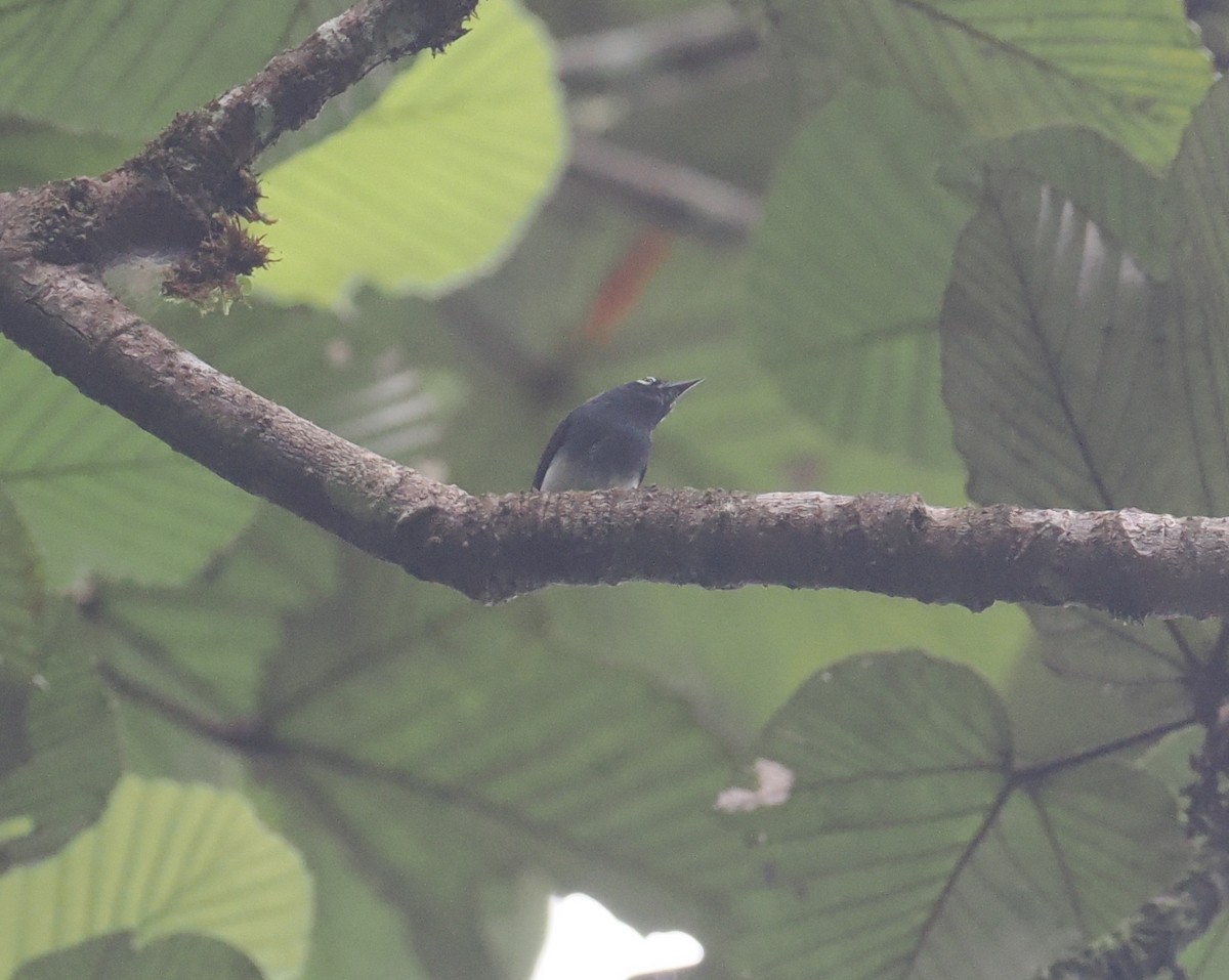 Slate-throated Gnatcatcher - ML628212878