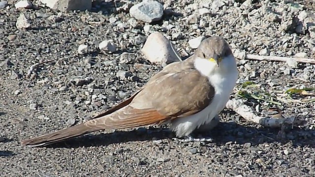 Yellow-billed Cuckoo - ML628212882