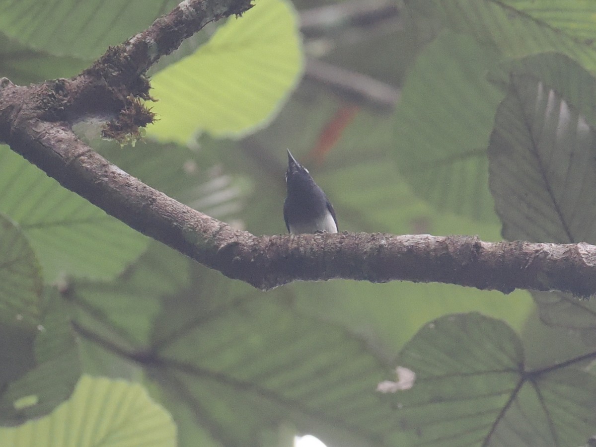 Slate-throated Gnatcatcher - ML628212905