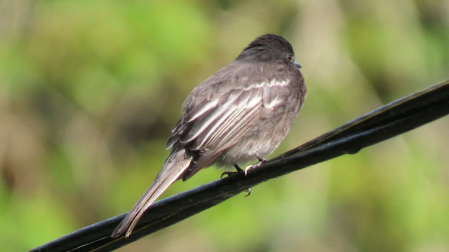 Black Phoebe - ML628213107