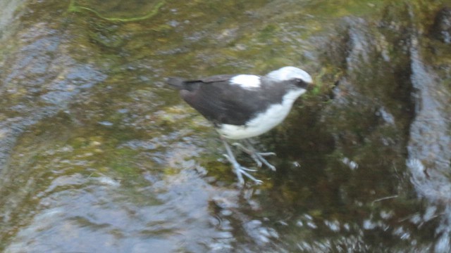 White-capped Dipper - ML628213167