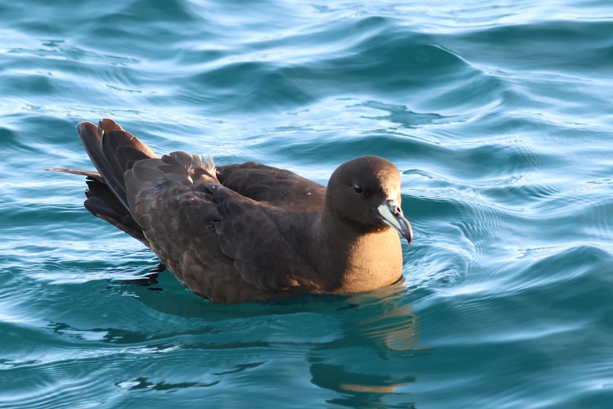 Westland Petrel - ML628213181