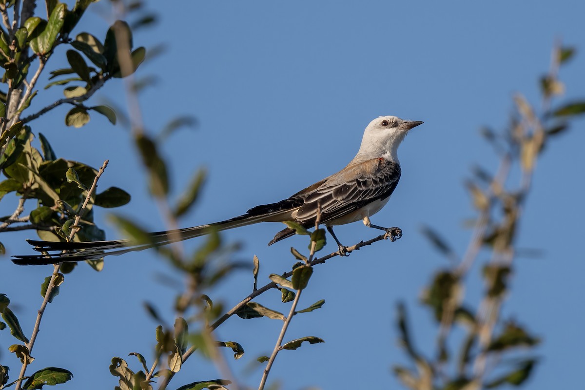 Scissor-tailed Flycatcher - ML628213202