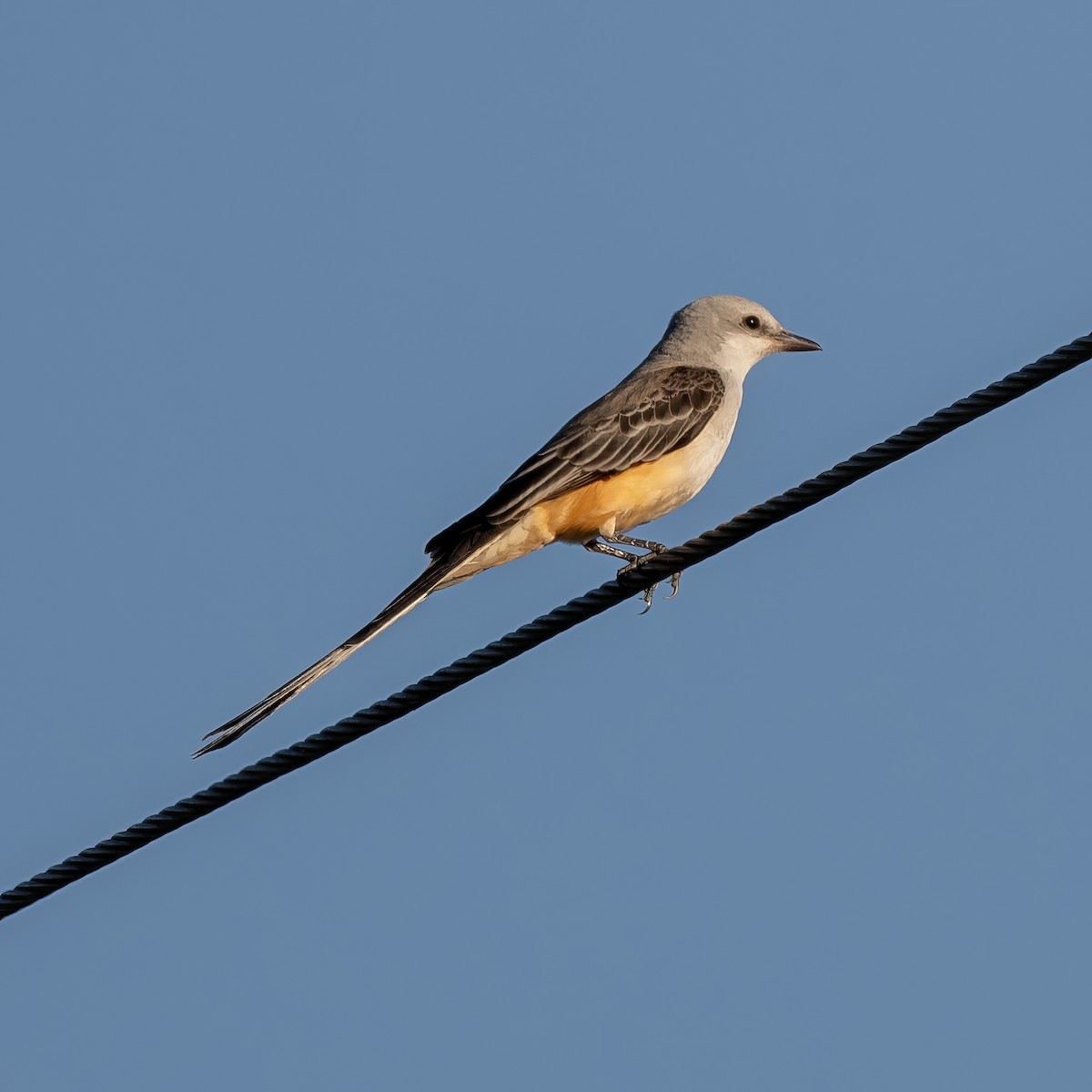 Scissor-tailed Flycatcher - ML628213258