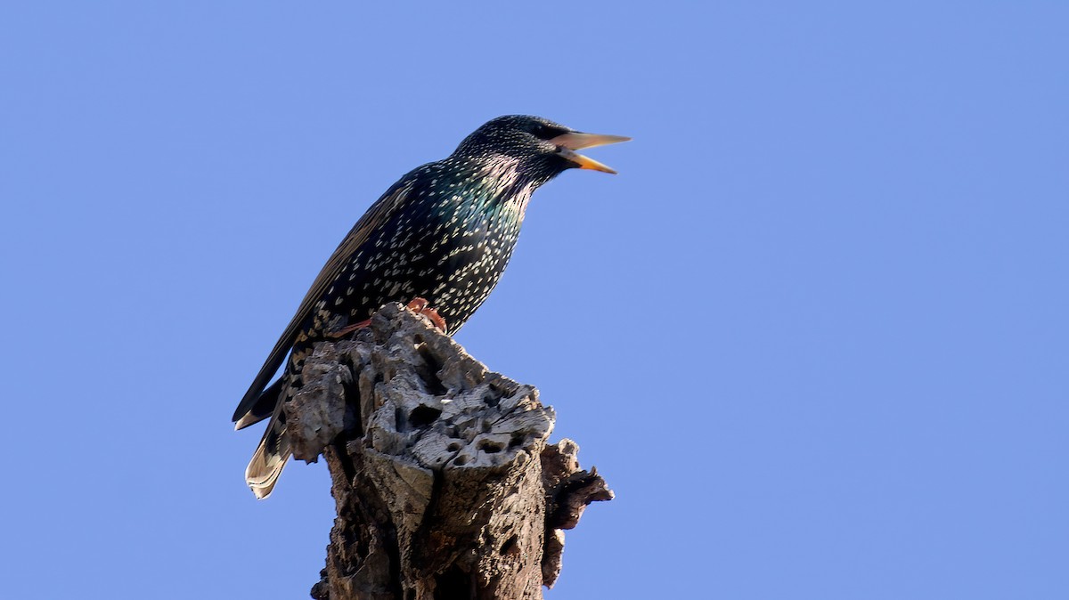 European Starling - ML628213287
