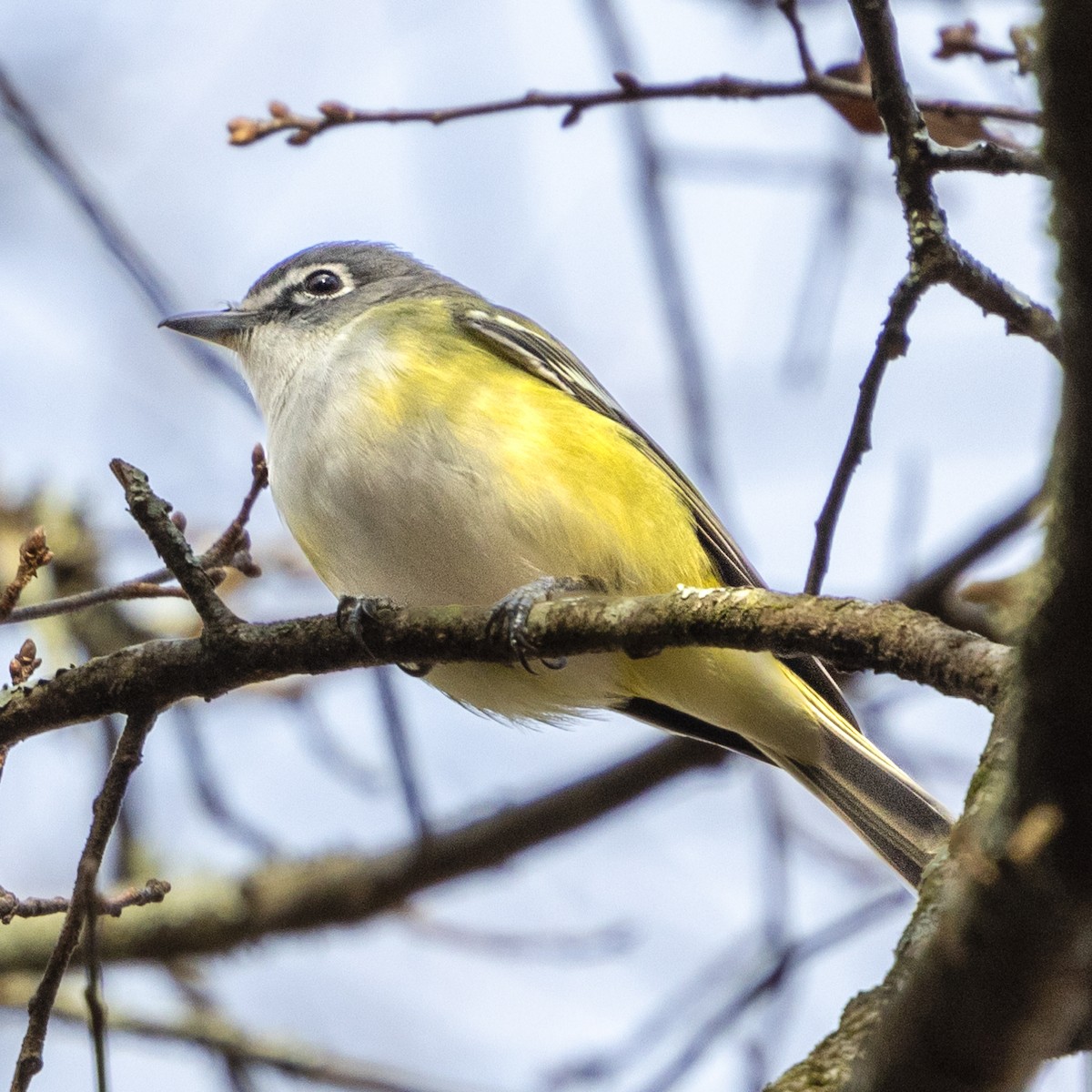 Blue-headed Vireo - ML628213521