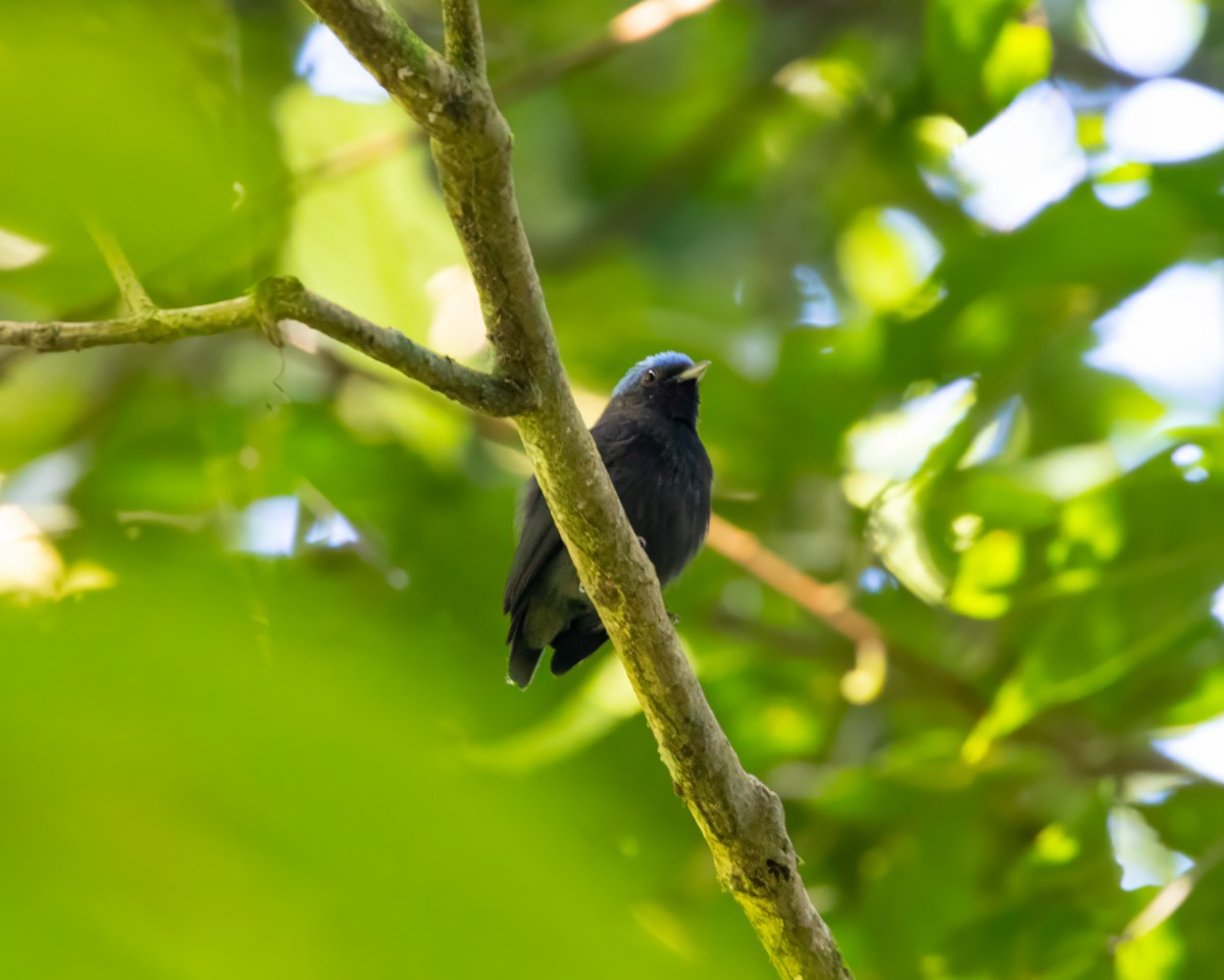 Blue-capped Manakin - ML628213556