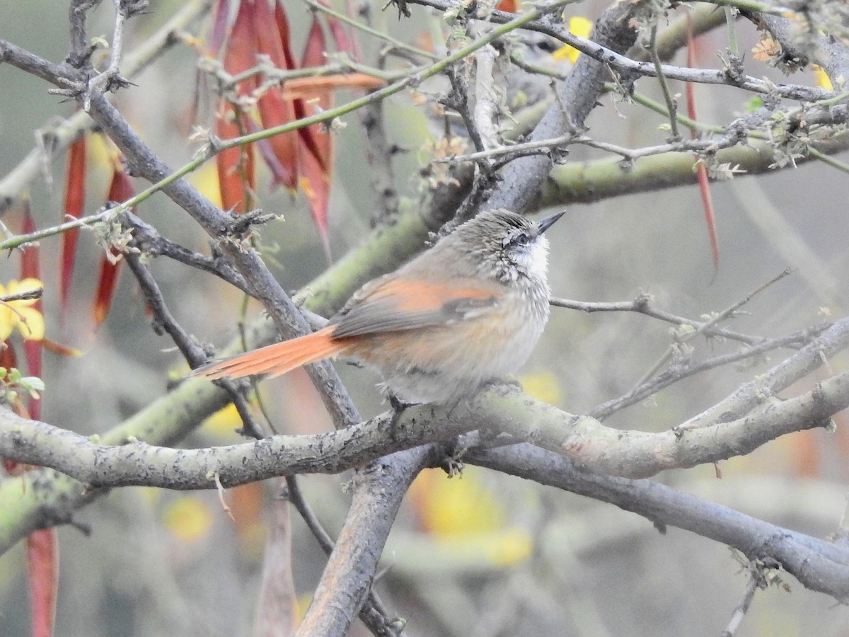 Necklaced Spinetail - ML628213561