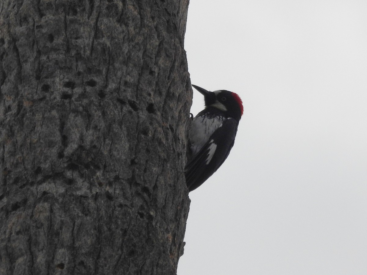 Acorn Woodpecker - ML628213662