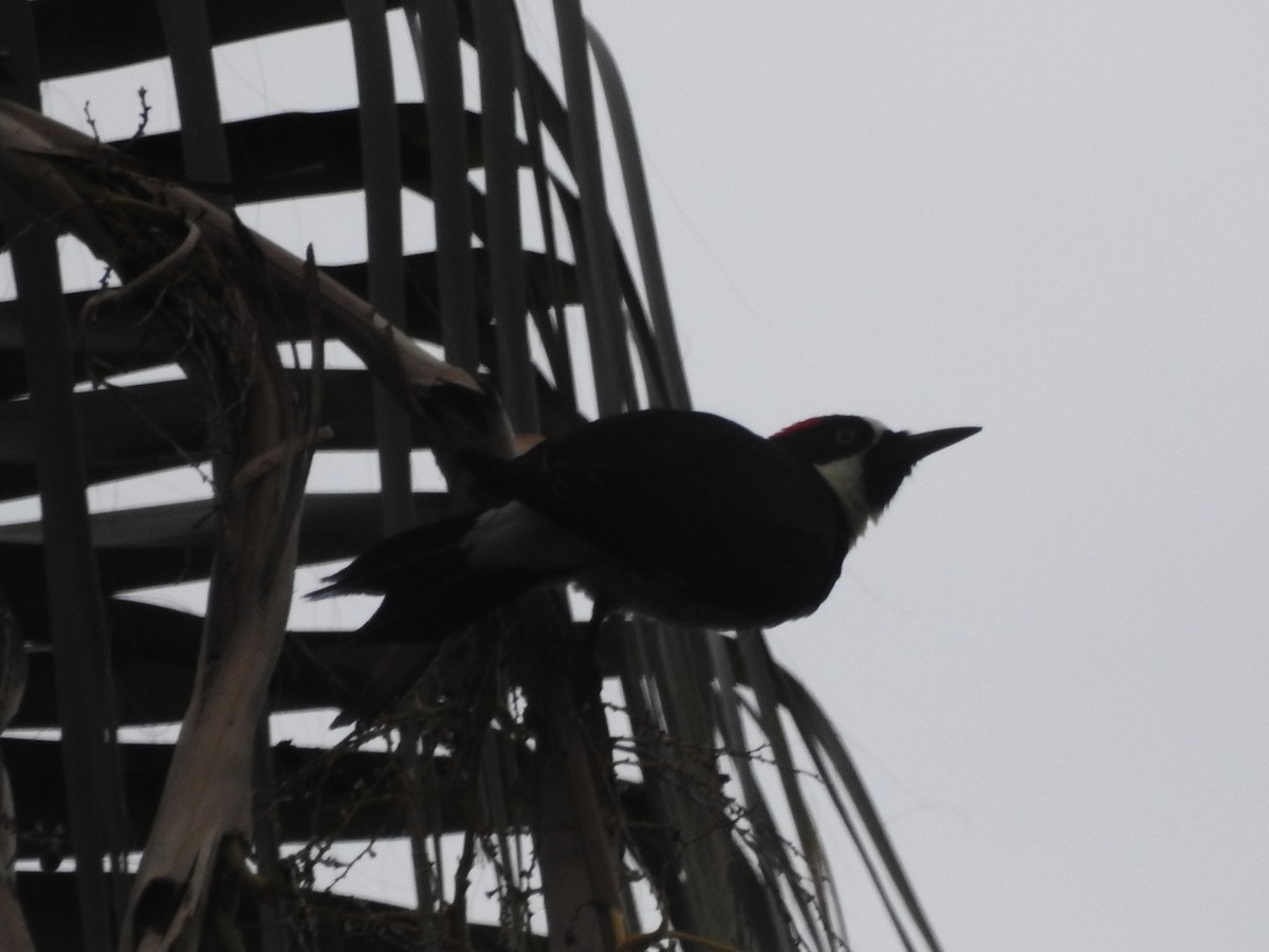 Acorn Woodpecker - ML628213663
