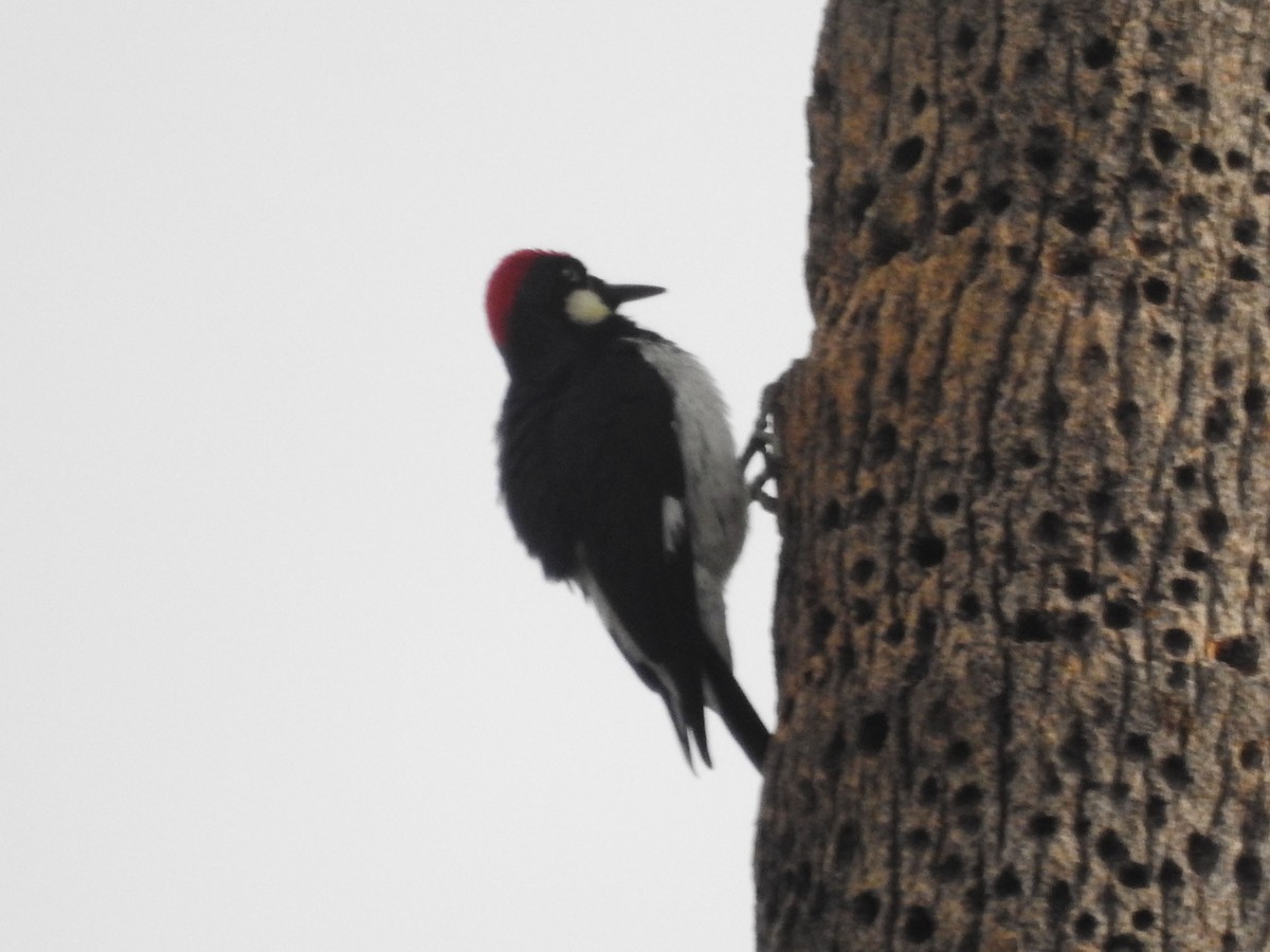 Acorn Woodpecker - ML628213664