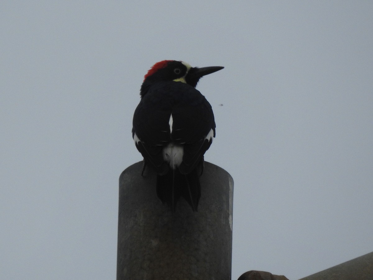 Acorn Woodpecker - ML628213665