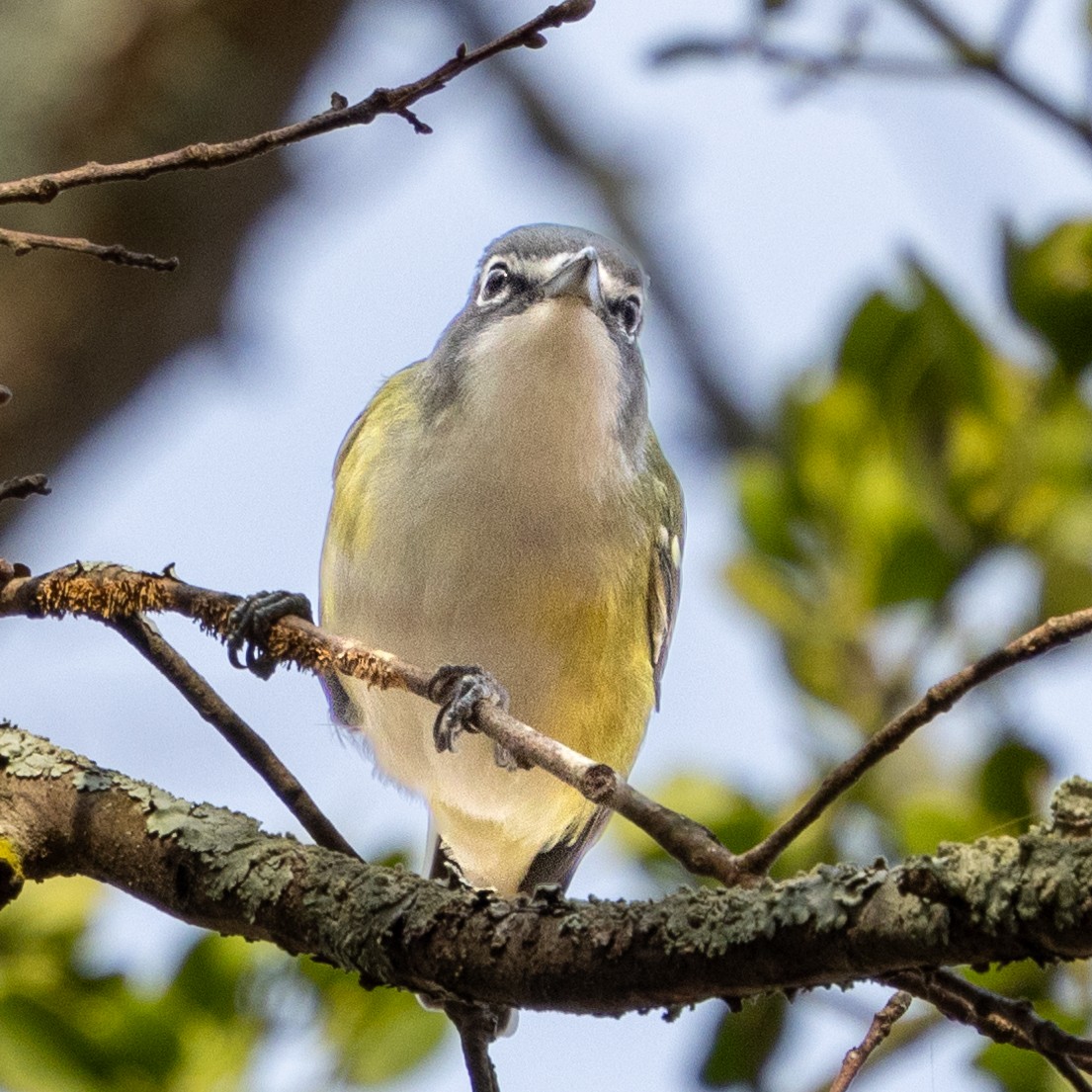 Blue-headed Vireo - ML628213675