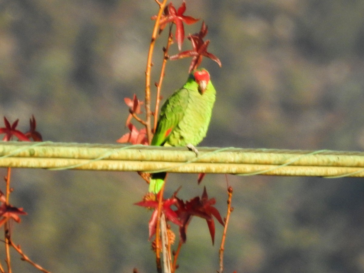 Red-crowned Amazon - ML628213742