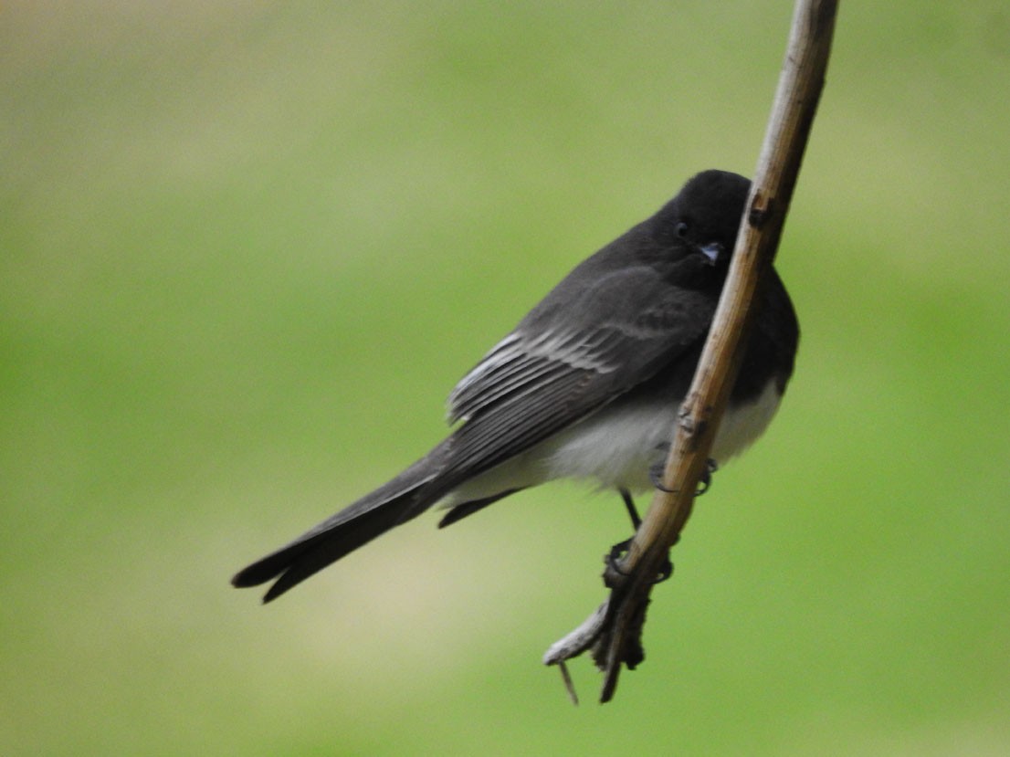 Black Phoebe - ML628213764