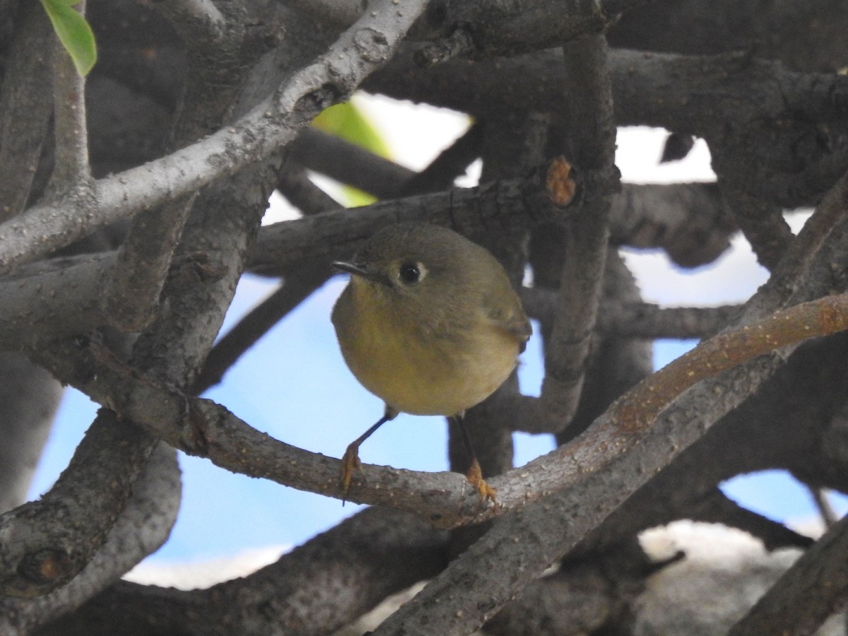Ruby-crowned Kinglet - ML628213852