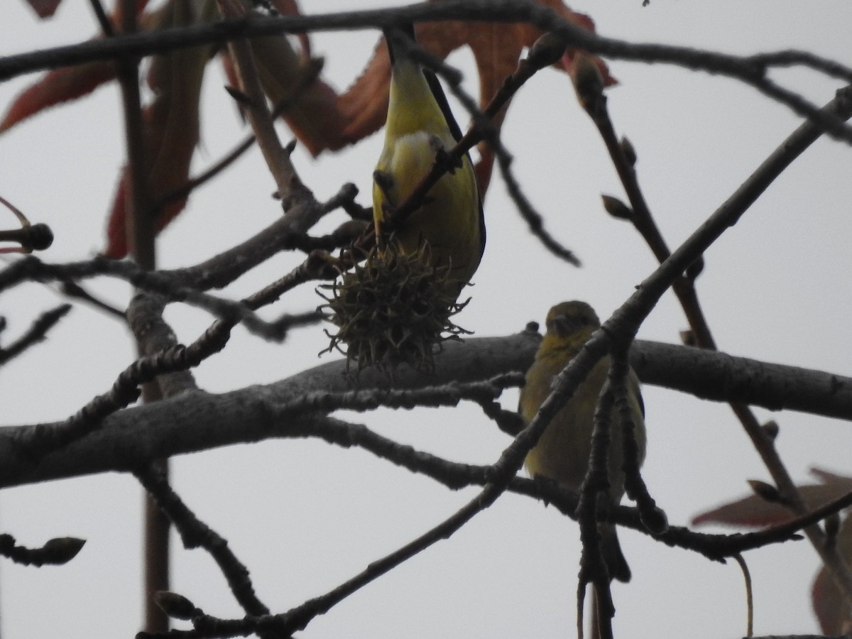 Lesser Goldfinch - ML628213989