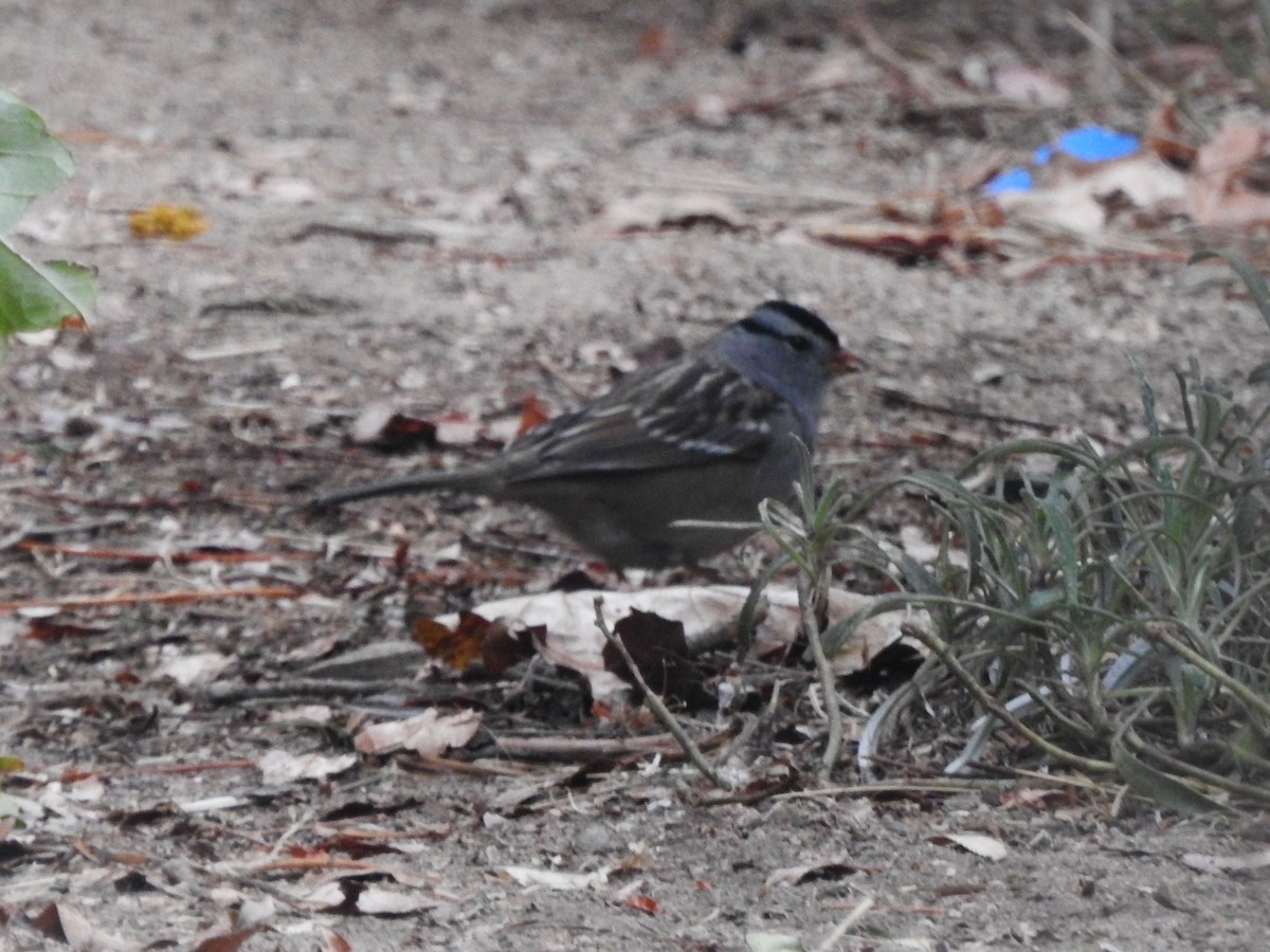 White-crowned Sparrow - ML628214048