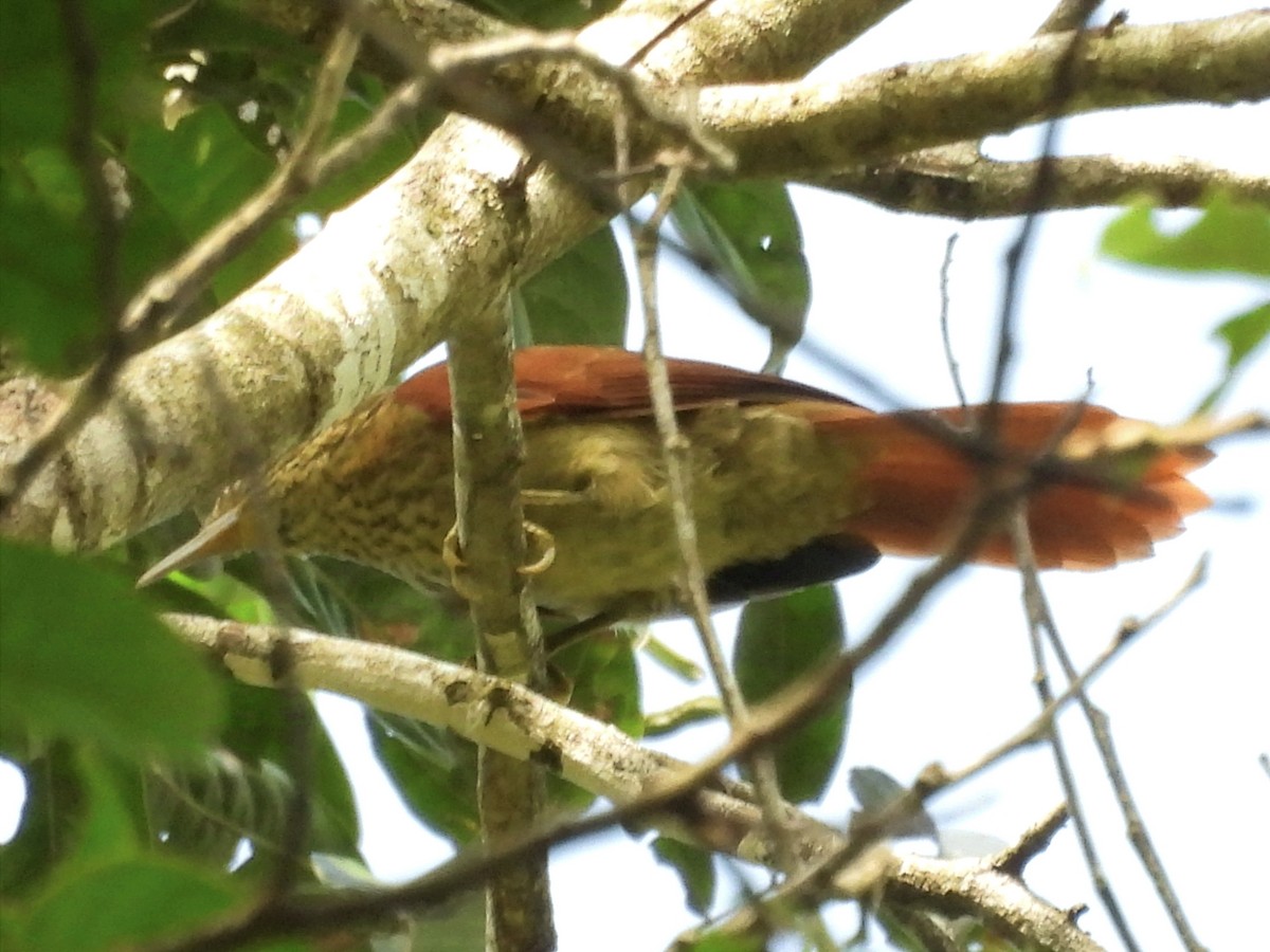 Speckled Spinetail - Jhon Carlos Andres Rivera Higuera