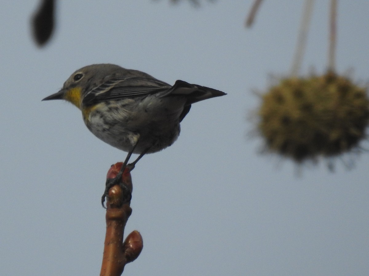 Yellow-rumped Warbler - ML628214093