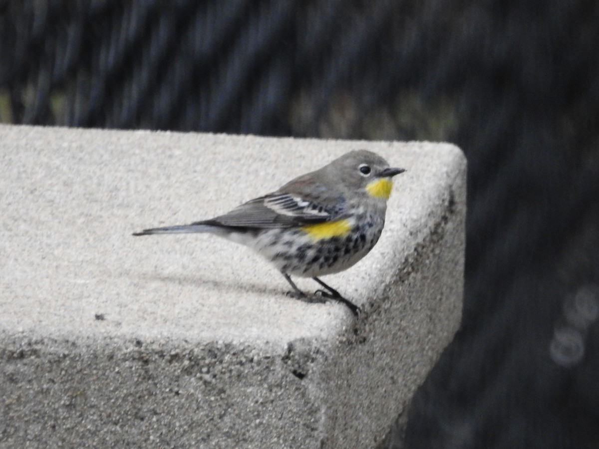 Yellow-rumped Warbler - ML628214095