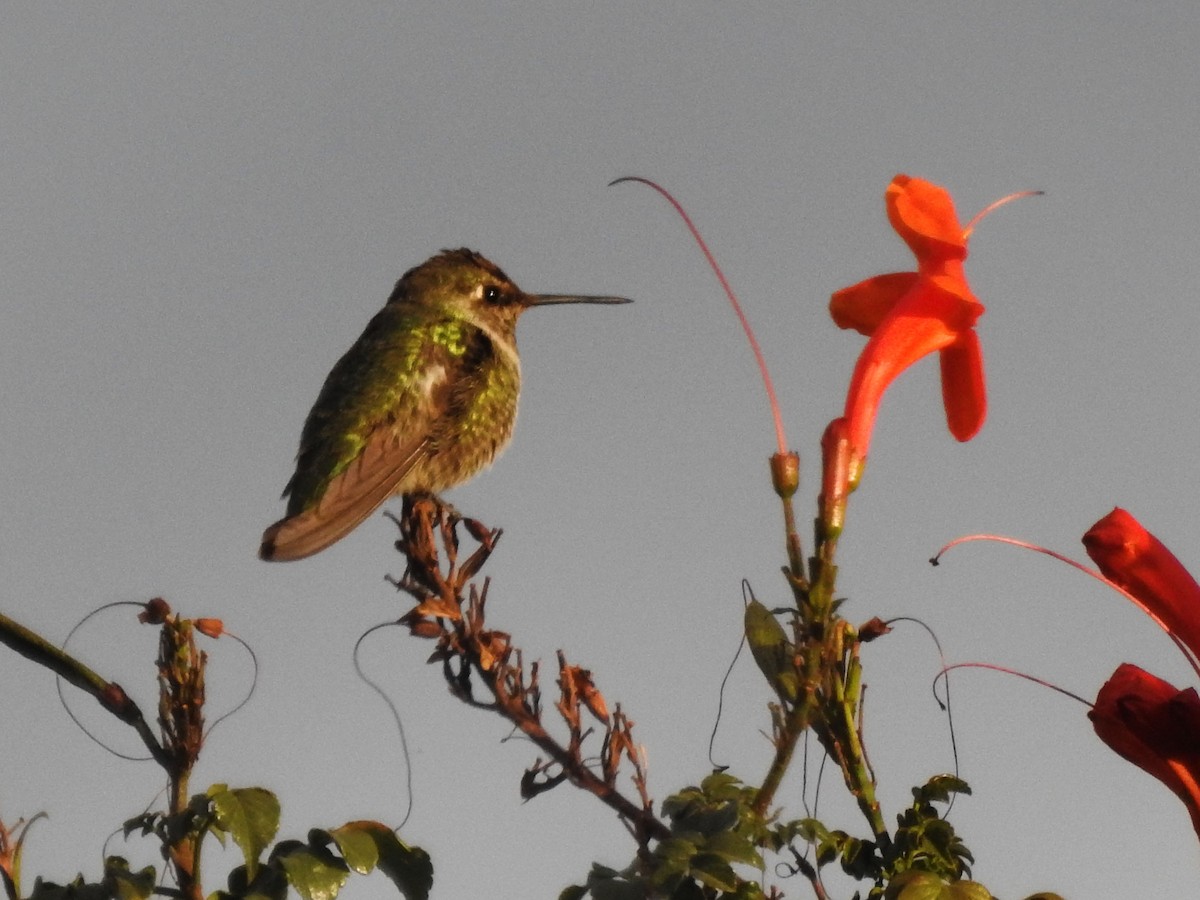 Anna's Hummingbird - ML628214138
