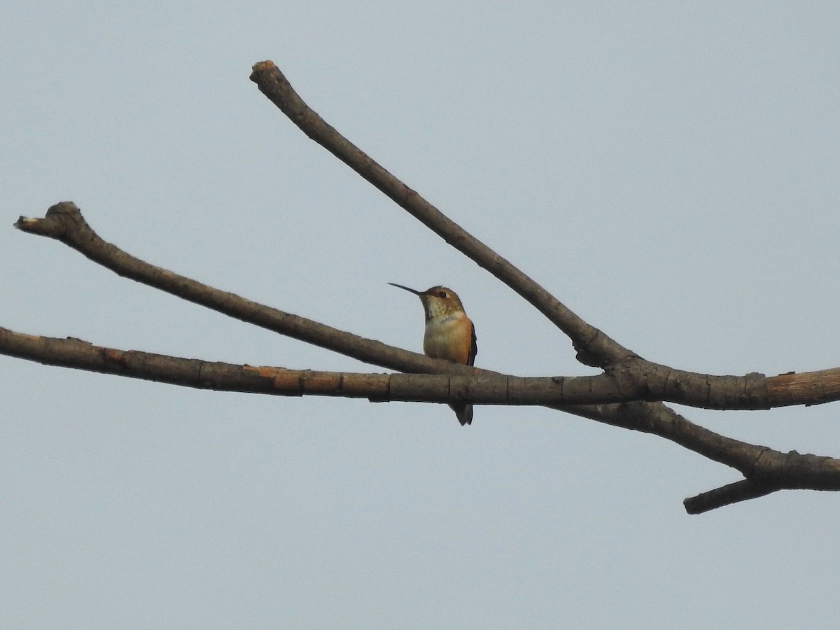 Allen's Hummingbird - ML628214165