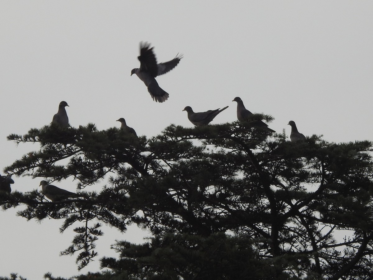 Band-tailed Pigeon - ML628214198