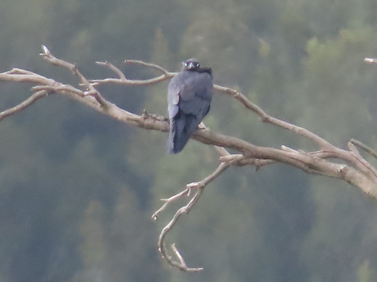 Australian Raven - ML628214225