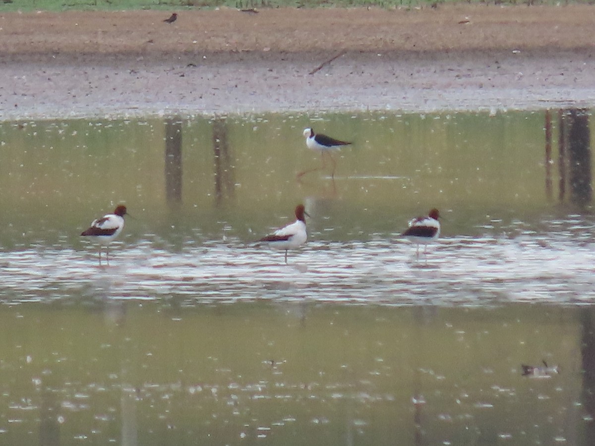 Red-necked Avocet - ML628214274