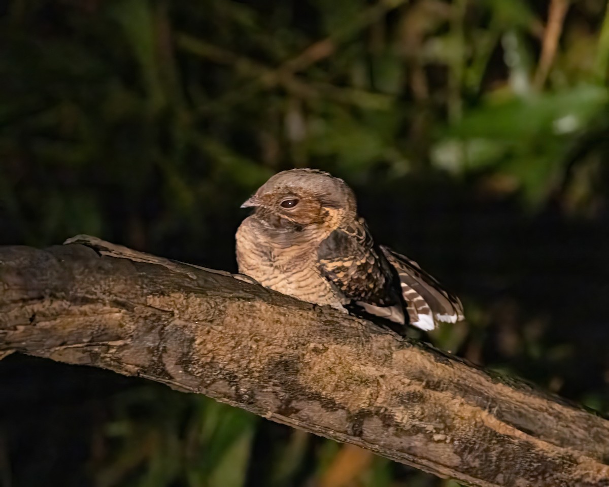 Ladder-tailed Nightjar - ML628214416