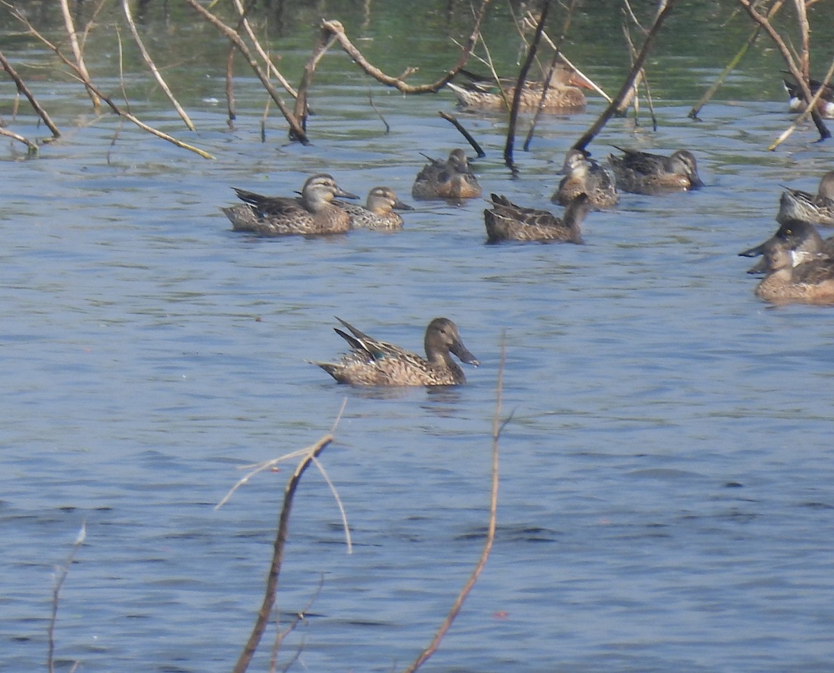 Garganey - ML628214582
