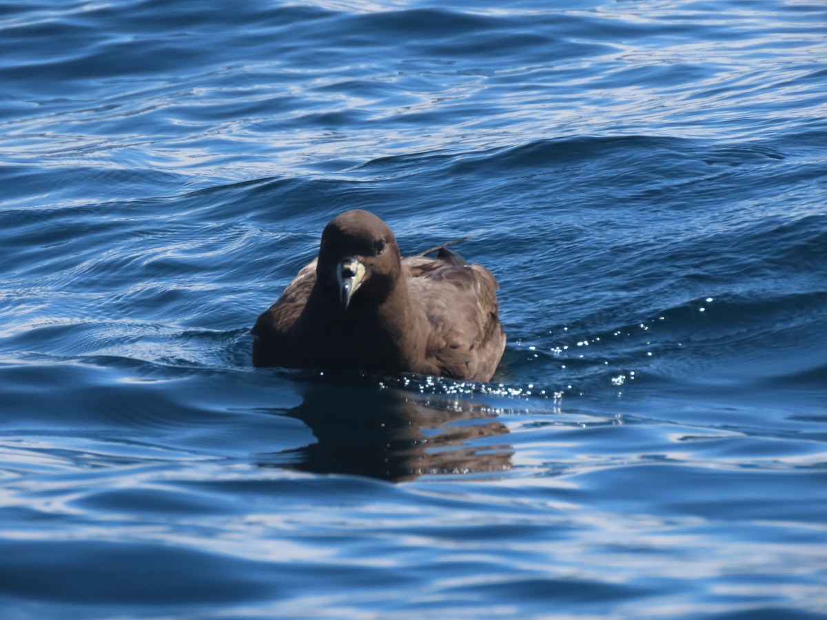 Westland Petrel - ML628214628