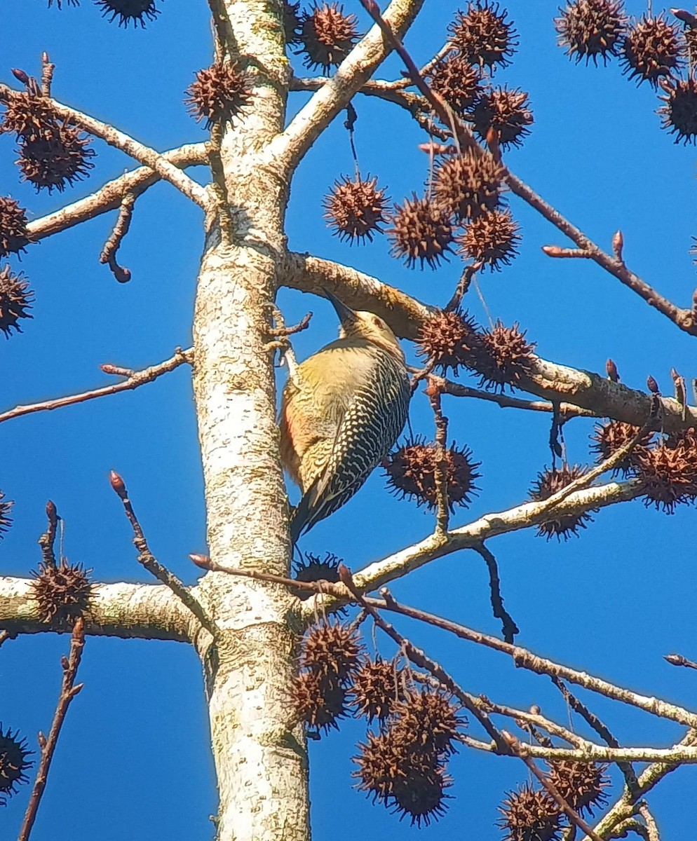 Guatemalan Flicker - ML628214655