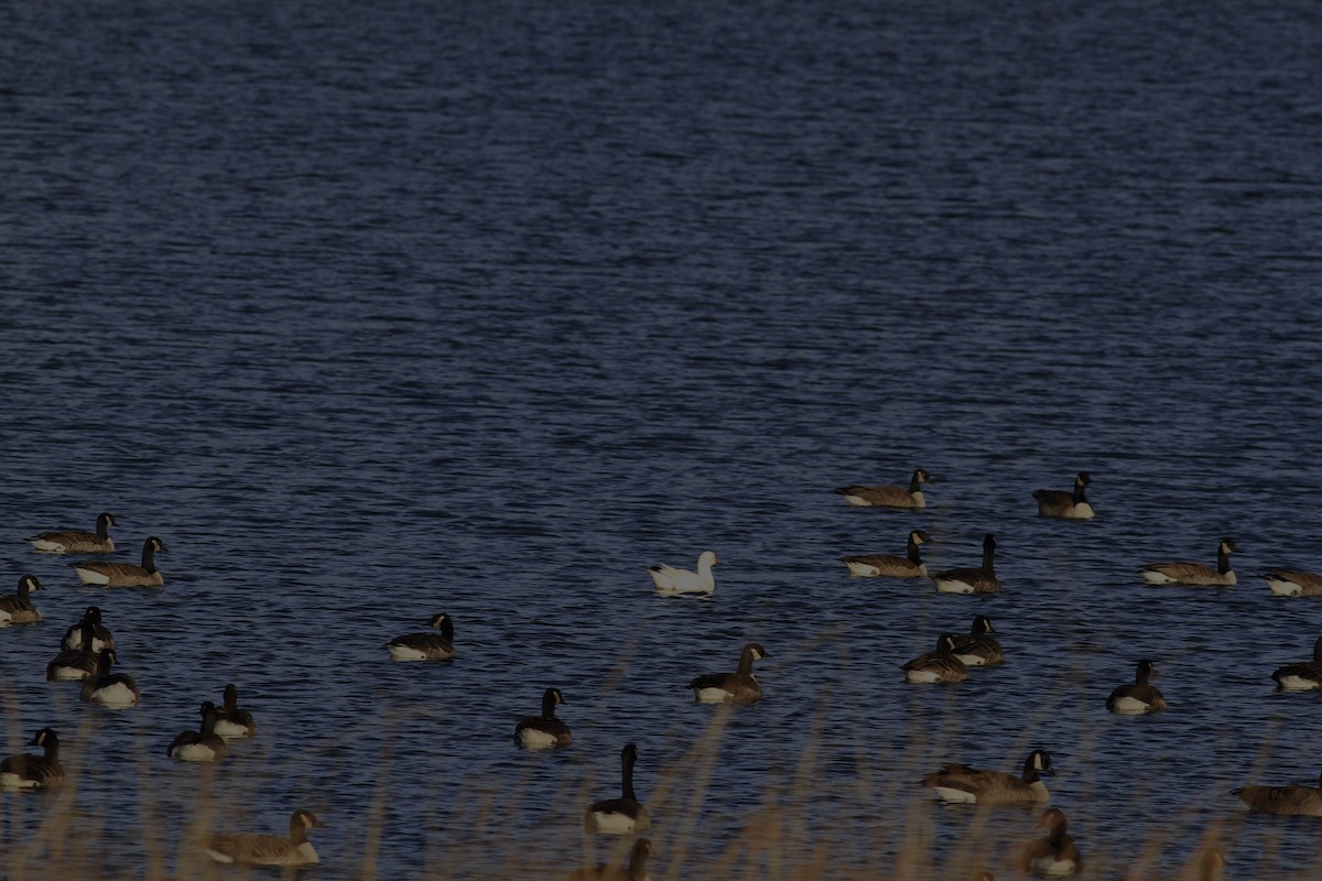 Ross's Goose - ML628214656