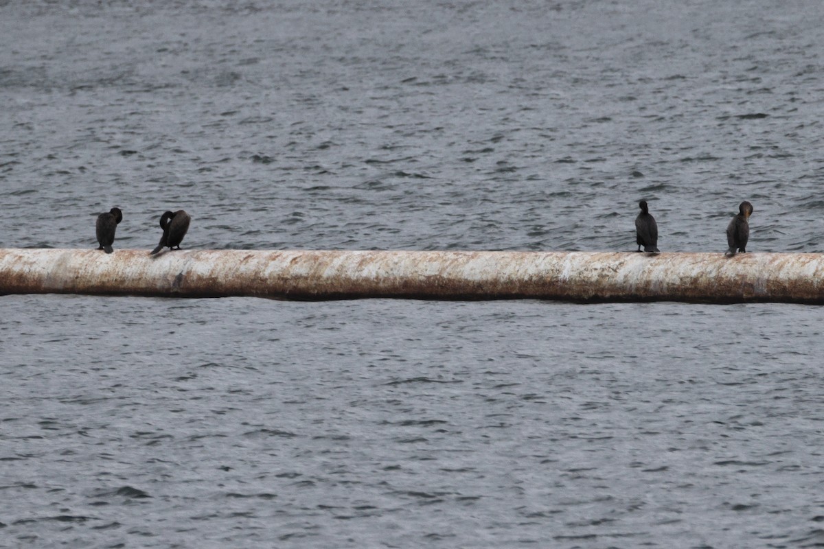 Double-crested Cormorant - ML628214679