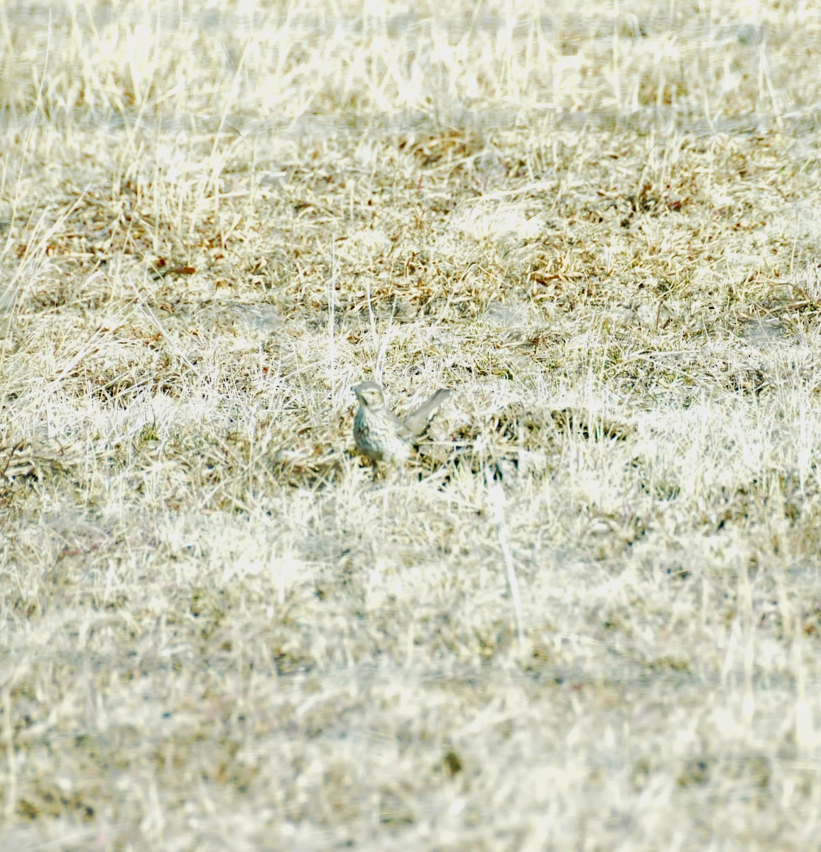 Sage Thrasher - ML628214724