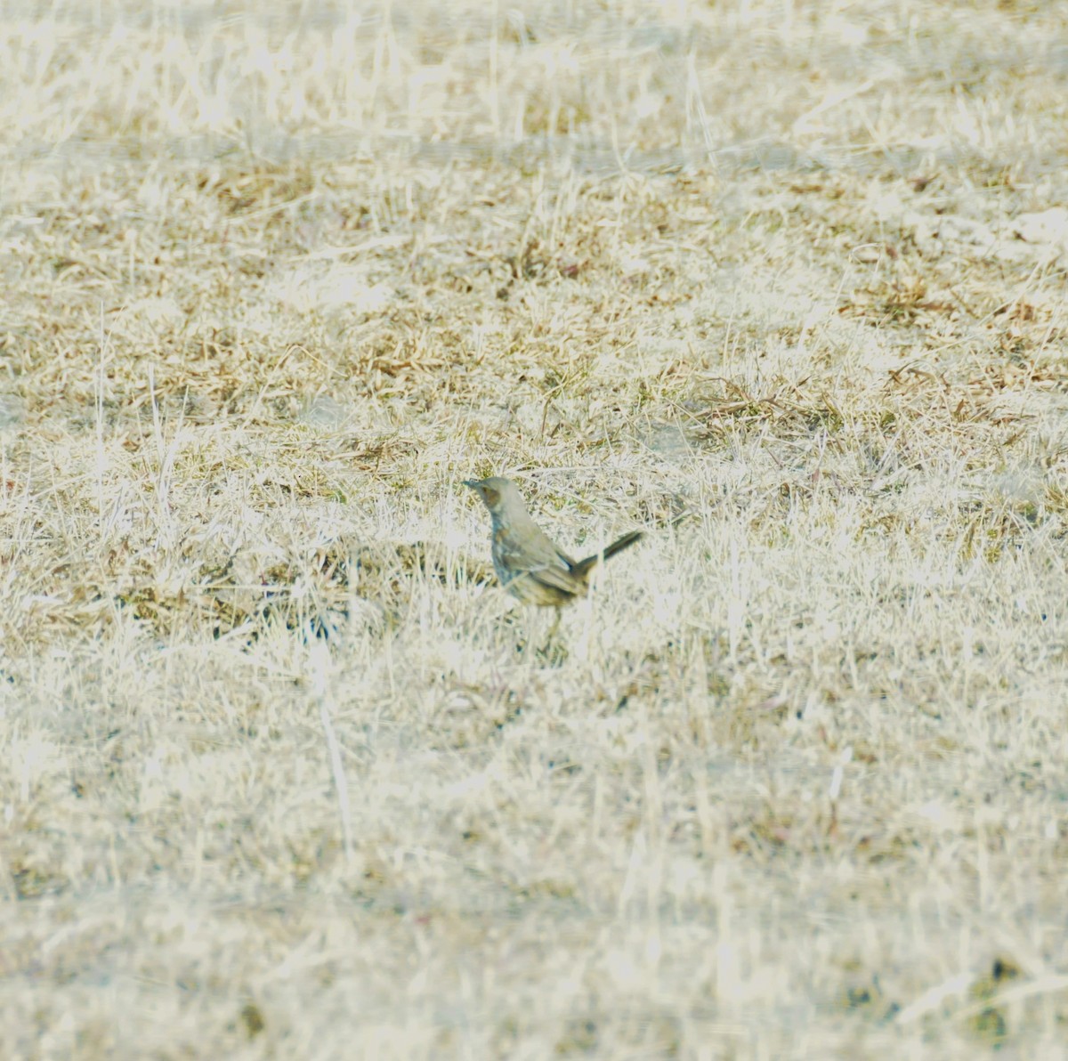 Sage Thrasher - ML628214752