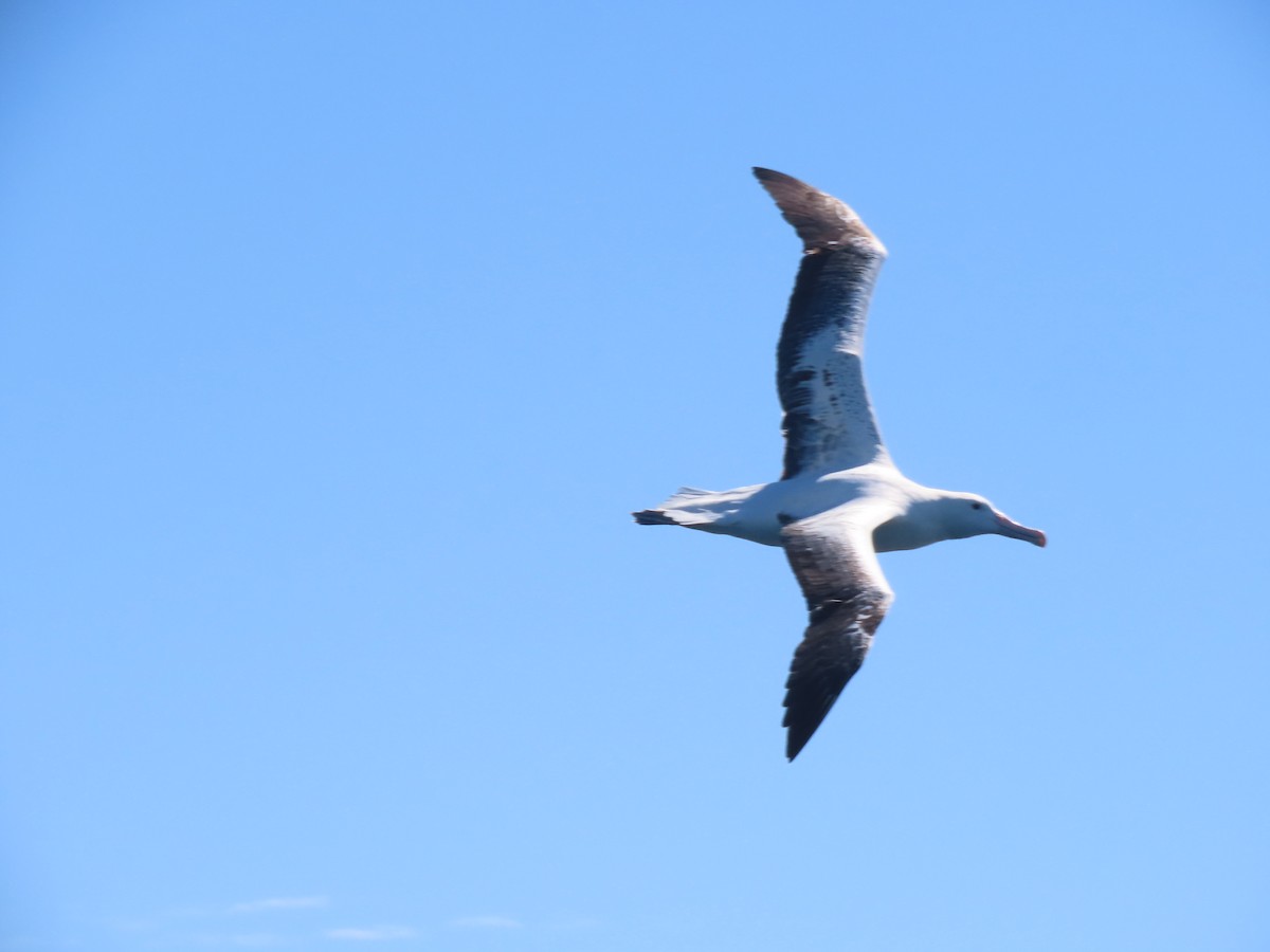 Southern Royal Albatross - ML628214885