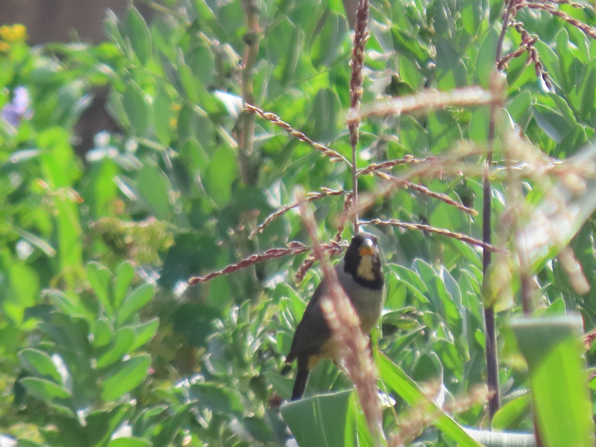 Golden-billed Saltator - ML628214891