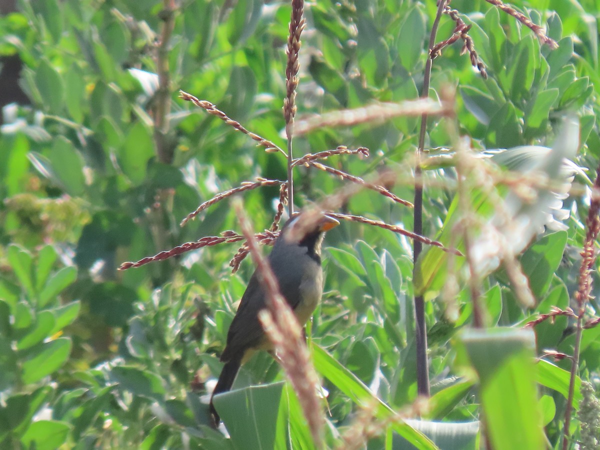 Golden-billed Saltator - ML628214892