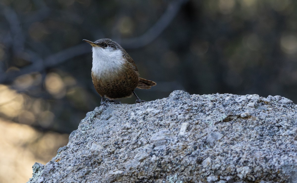 Canyon Wren - ML628215013