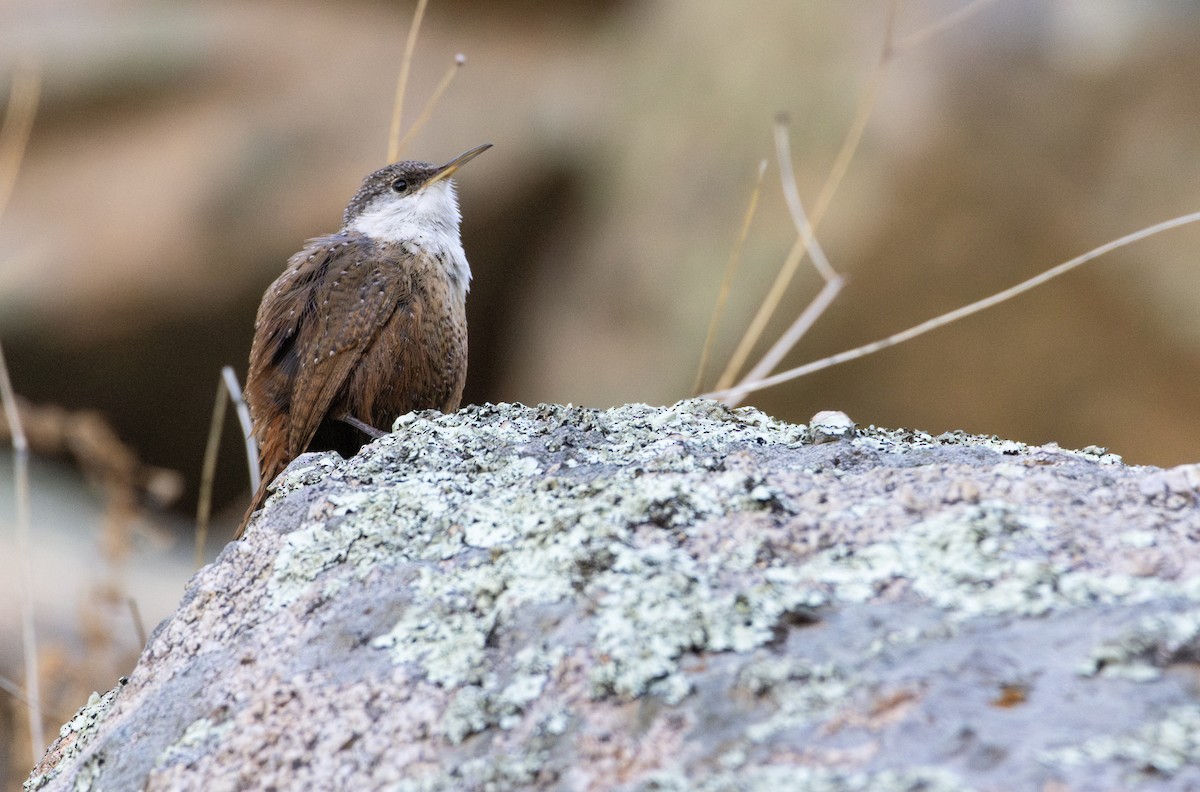 Canyon Wren - ML628215014