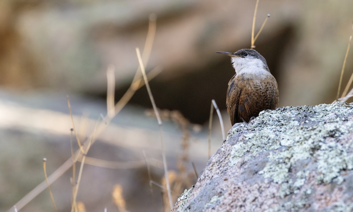 Canyon Wren - ML628215015