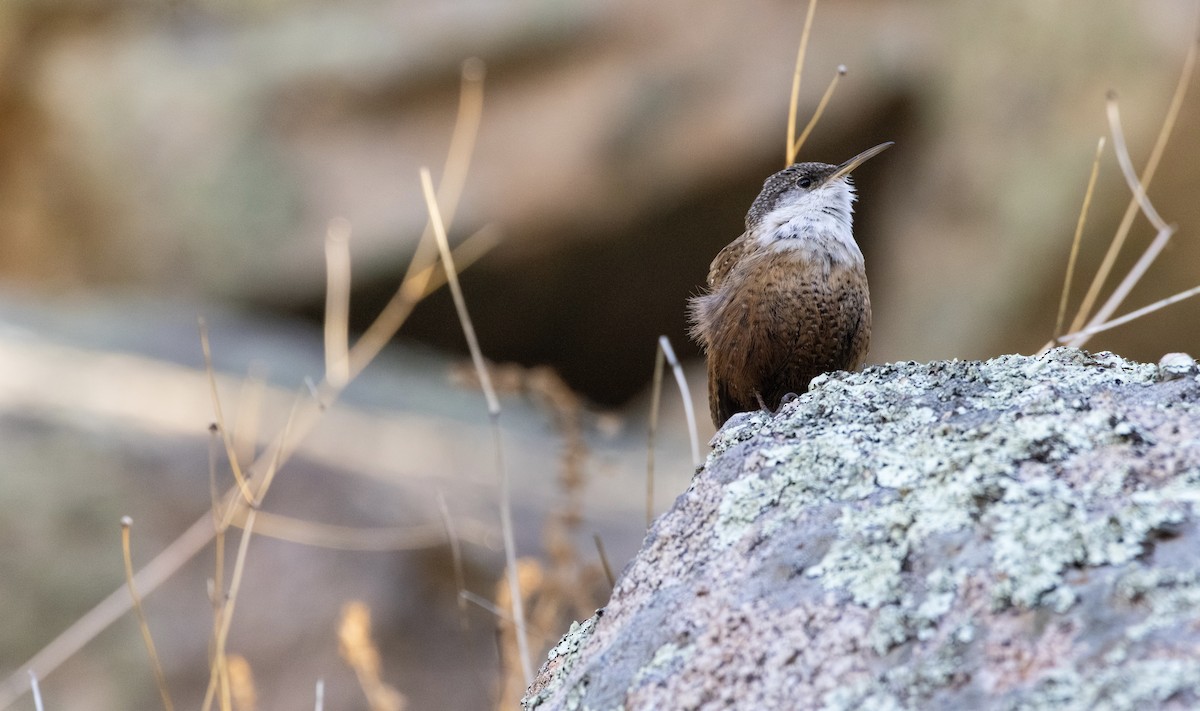 Canyon Wren - ML628215016