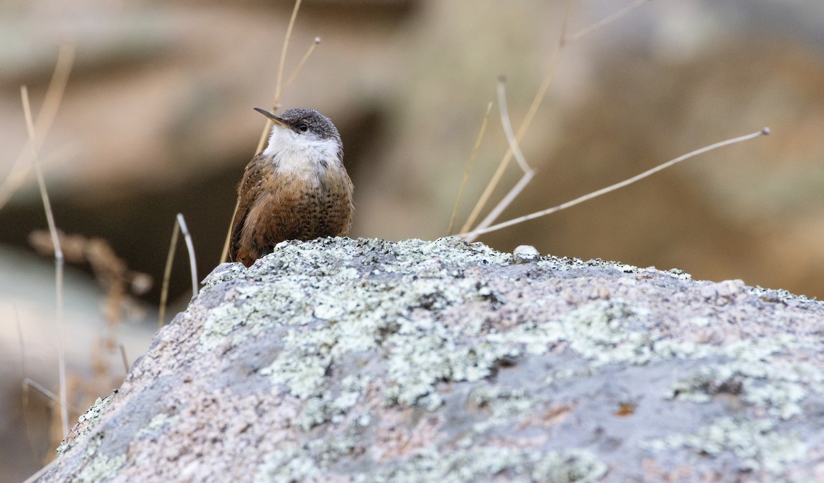 Canyon Wren - ML628215017