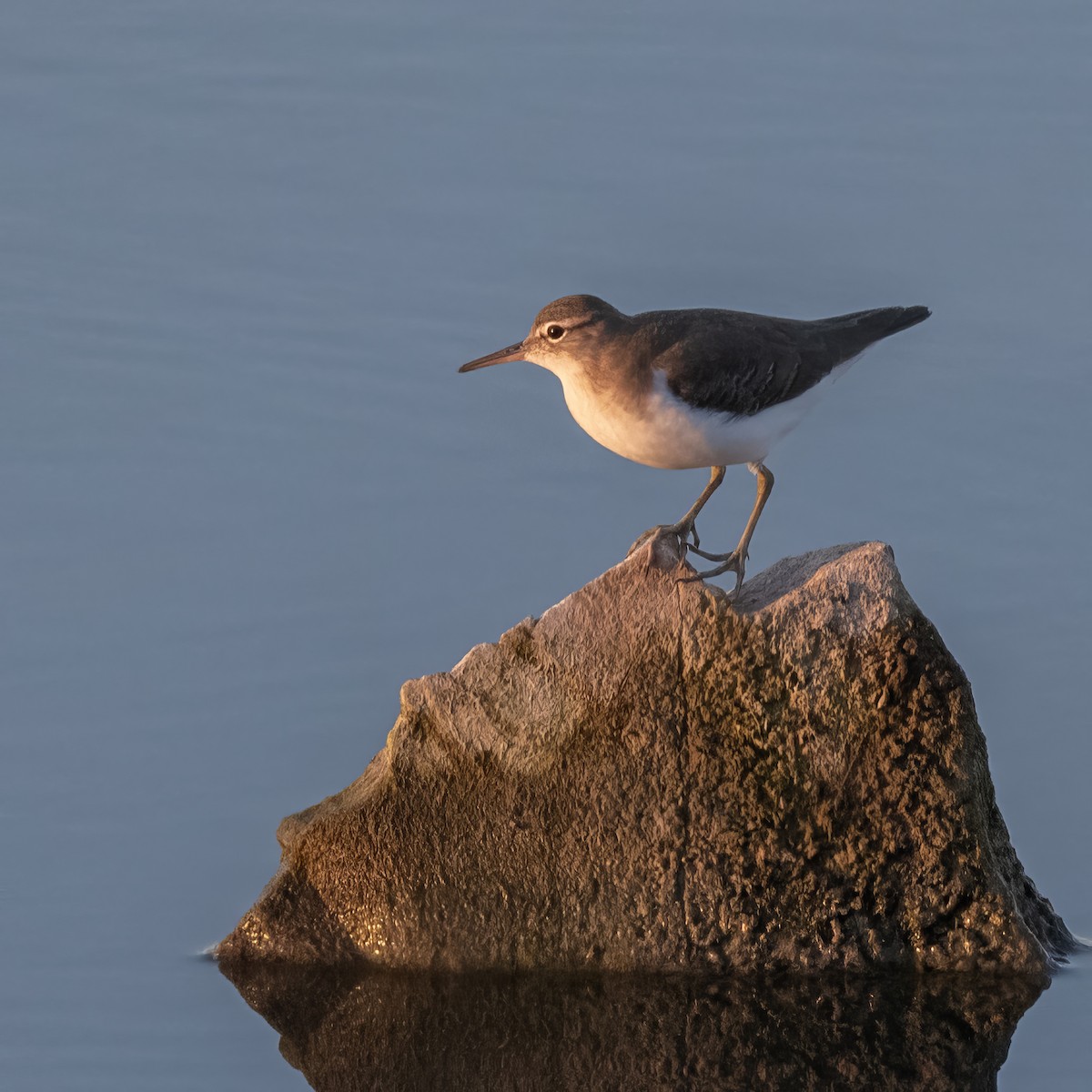 Spotted Sandpiper - ML628215083