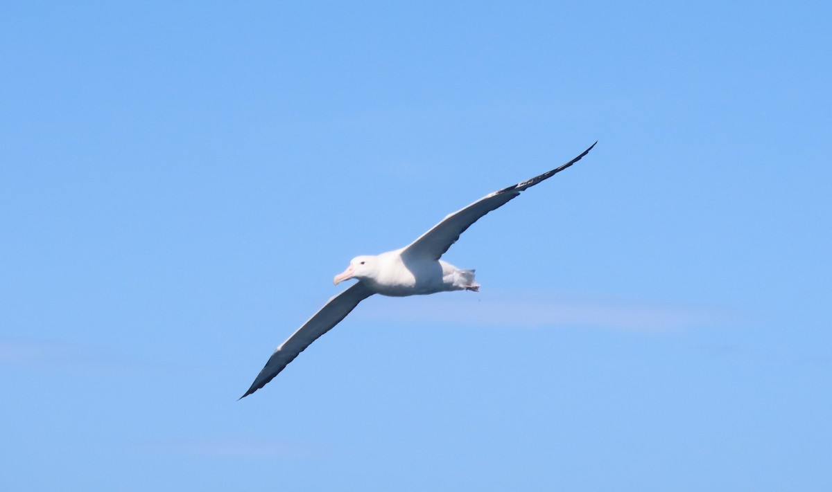 Southern Royal Albatross - ML628215088